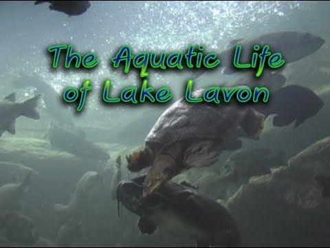 The Aquatic Life of Lake Lavon