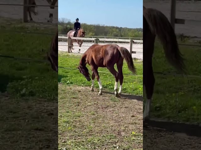 Magnifique pouliche de 1 an avec des superbes origines
