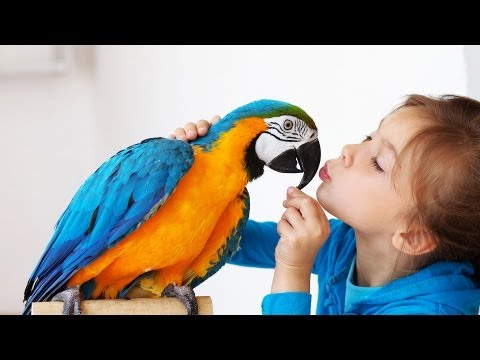 初心者のためのベストバード｜ペットバード (Best Birds for a Beginner | Pet Bird)