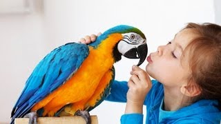 Best Birds for a Beginner | Pet Bird
