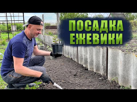 Правильная посадка ежевики