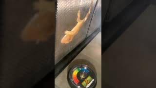 Crested Gecko Reptiles Videos