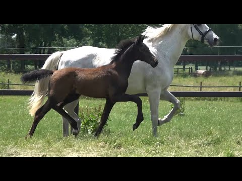 *2021 Stute von Bon Vivaldi - Sandro Hit SOLD!!!