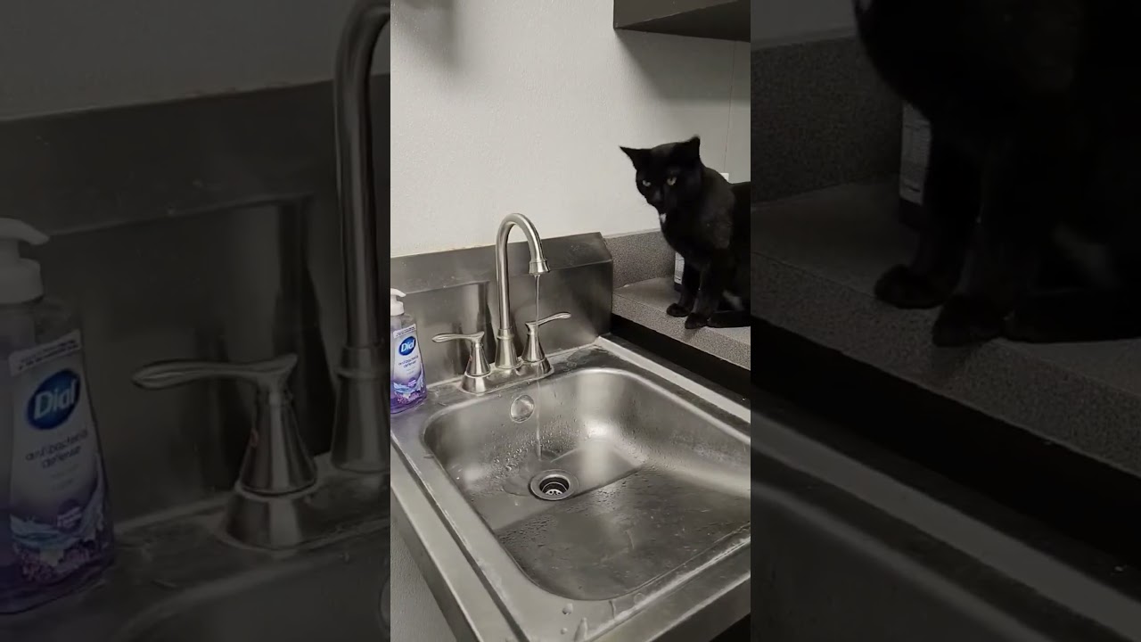 Enlarge Winnie, a ADOPTABLE mixed breed in Mount Carmel, IL video 4/4