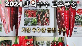 2024년 고추농사 최우수 품종 알려 드립니다. #고추모종예약 #2024년고추품종 #고추모종 #고추종자