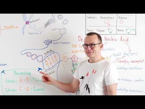 DNA og kromosom opbygning