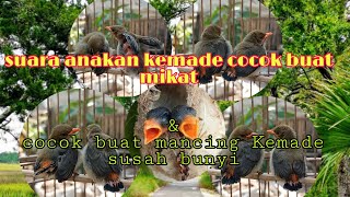 Download lagu suara anakan burung kemade,cabe cabean,buat mikat dan pancingan untuk burung kita biar bunyi.mp3 mp3