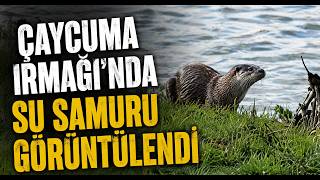  Çaycuma Irmağı'nda Su Samuru Görüntülendi