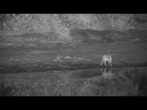 Djuma: Common Grey Duiker getting a drink - 20:40 - 07/31/20