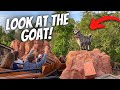 Secret Goat Trick On Big Thunder Mountain #shorts