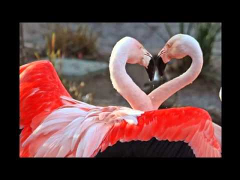 Best Ethiopian Music Linur  by Ali Farid