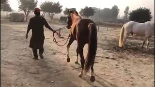 Horse Mating Donkey - Donkeys Breeding - Animals Mating Compilation 