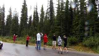 Tourists dangerously close to a big black bear in Jasper, Canada