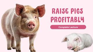 Growing–Finishing Pig Management Explained