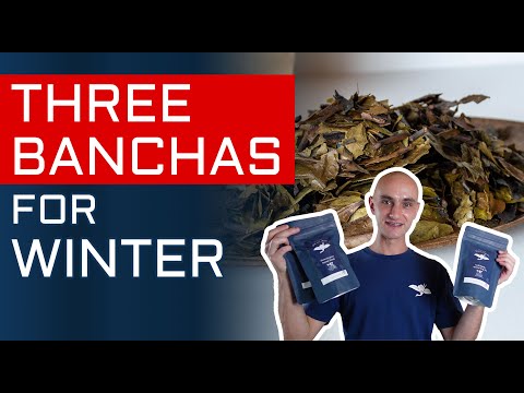 Beba estes chás no inverno | Deliciosos chás Bancha para aquecer no inverno.