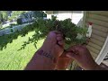 how to turn cheap nursery material into pre bonsai tree start to finish