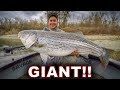46 Lb Striper Eats A Swimbait