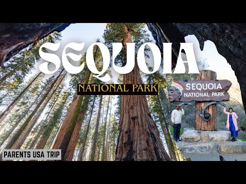 Exploring Sequoia National Forest 🌲 | Giant Trees of California | USA Telugu Travel Vlog
