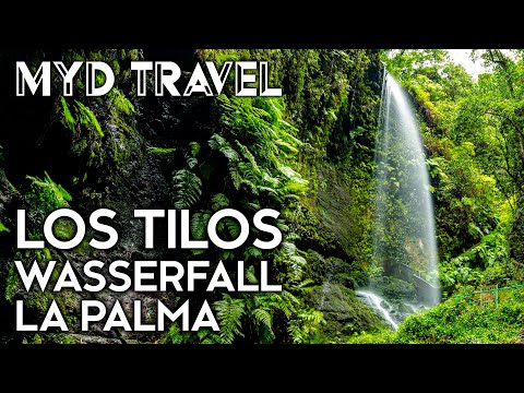 Los Tilos Wasserfall - La Palma | MYD Travel - Folge 54 [4K]