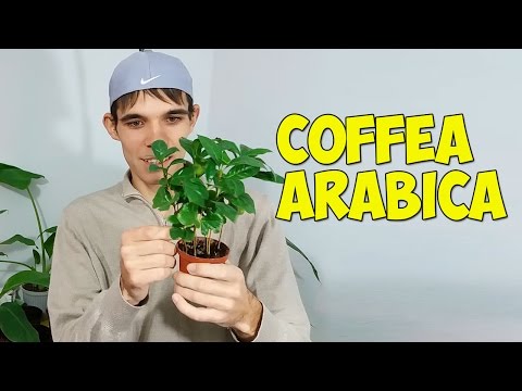 , title : 'Am cumparat Arbore de Cafea Arabica | Plantarea In ghiveci'