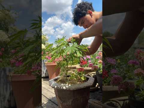 Pruning Cannabis during Vegetative Stage