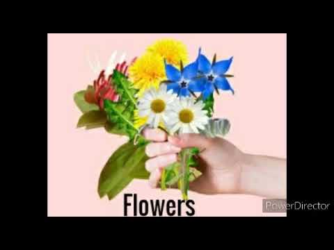 K.G Science - Flowers