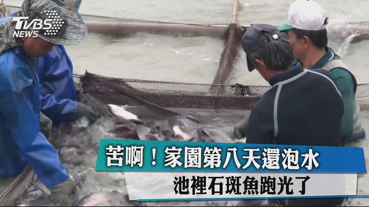 苦啊!家園第8天還泡水 池裡石斑魚跑光了