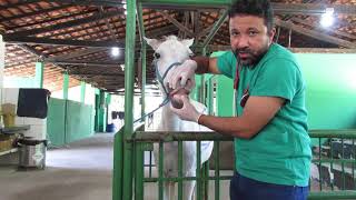 Semiologia Veterinária - Exame físico Geral