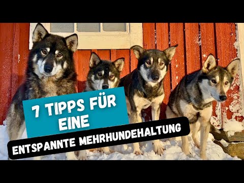 7 Tipps für eine entspannte Mehrhundehaltung 🐶🐺
