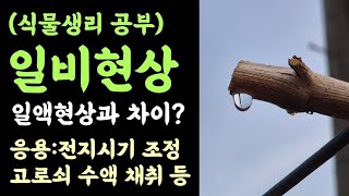 (식물생리공부)일비현상