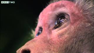 Evolution in Reverse - David Attenborough's Rise of the Animals: Triumph of the Vertebrates - BBC