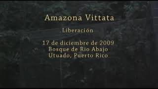 preview picture of video 'Amazona Vittata - Liberación Año 2009'