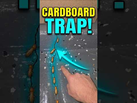 Why Termites Love Cardboard Boxes in Your Garage! 📦🐜