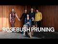 Rosebush Pruning 2026 Official Trailer HD
