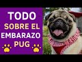 7 Datos Espectaculares Sobre El Celo Y El EMBARAZO PUG