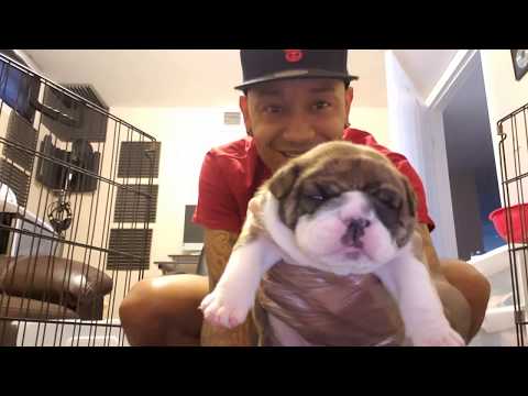 download lagu mp3 mp4 English Bulldog For Sale, download lagu English Bulldog For Sale gratis, unduh video klip English Bulldog For Sale