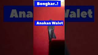 Download lagu Ternyata ini dia trik mempertahankan anakan walet mp3