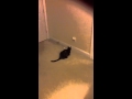 Kit Kat MOV