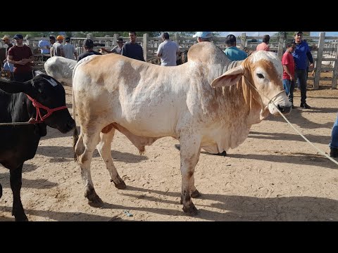 Feira do Gado em Campina Grande Paraíba 11/03/2026. Vem conferir.
