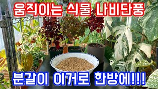 화초, 화분 분갈이 이 흙 써보세요!! 건드리면 움직이는 나비단풍, 아프리카 감자 스테파니아 에렉타!!