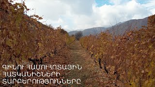 Գինեգործ Հայաստան. Գինու համուհոտային հատկանիշների տարբերությունները