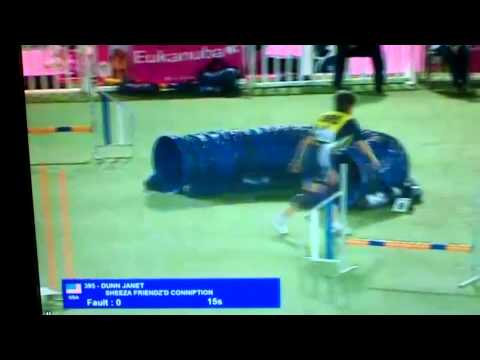 Tantrum small dog team jumpers WAC 2011