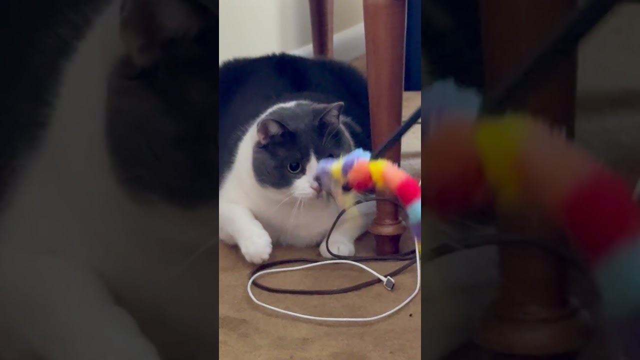 Enlarge Robbie-Urgent/Sponsored, a ADOPTABLE Domestic Short Hair in Arlington, VA video 6/6