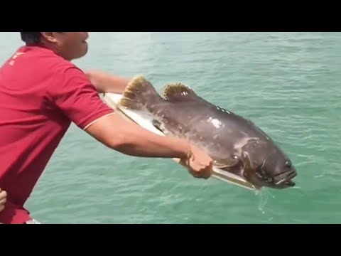 放生 魚