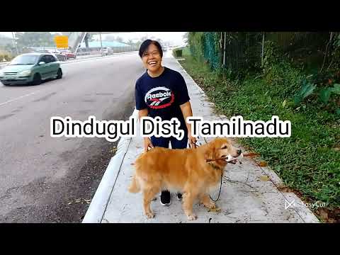 #Amazing Dogs - Gomathi KPP Adv - Subscribe & Super Thanks / Gpay +91 9566230090
