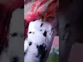 Bunda Lagi Nyusu