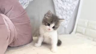 ミヌエットの動画01