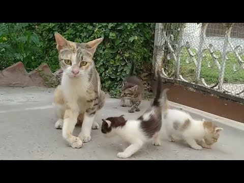 Mother Cat Protecting Her Kittens From Stray Cat