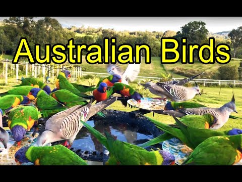 LIVE Bird Feeder Cam #australia #wildlife.
