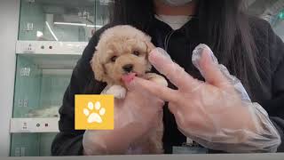 Video preview image #1 Poodle (Toy) Puppy For Sale in RENO, NV, USA